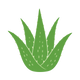 Organic Aloe Vera